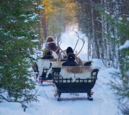 reindeer-safaris ride rovaniemi