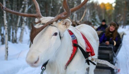 Reindeer rides & safaris in Lapland's unique nature